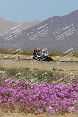 media/Feb-04-2023-SoCal Trackdays (Sat) [[8a776bf2c3]]/Turn 15 Inside Blooming (1050am)/